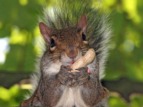 squirrel eating peanut hd wallpapers