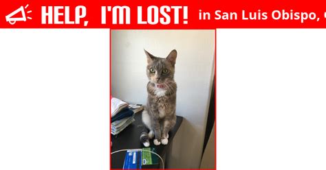 Lost Cat San Luis Obispo California Maple