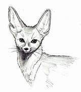 Desert Fox Coloring Wild Pages Netart sketch template