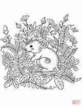 Coloring Forest Pages Animals Mouse Book Animal Printable Brilliant Birijus sketch template