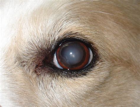 dogs eye cloudy  red