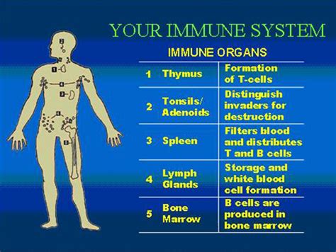 Immune System Ross Weber Hour 7