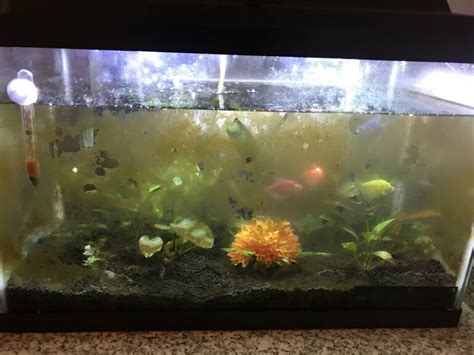 main types  algae  fish tanks learn