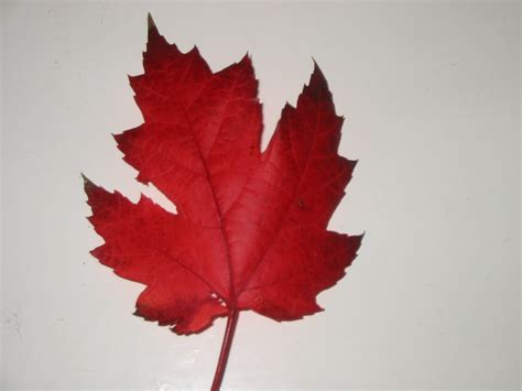 filecanadian maple leafjpg wikimedia commons