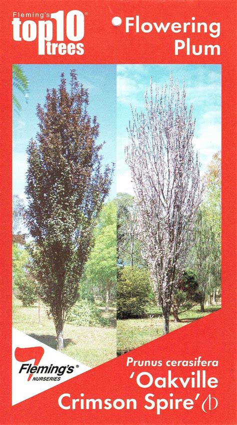 Prunus Cerasifera Oakville Crimson Spire Blerick Tree Farm