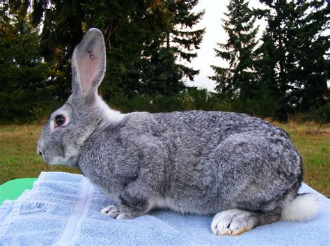 american chinchilla rabbit facts personality care pictures