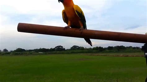 parrots  flight  wings  parrots club youtube