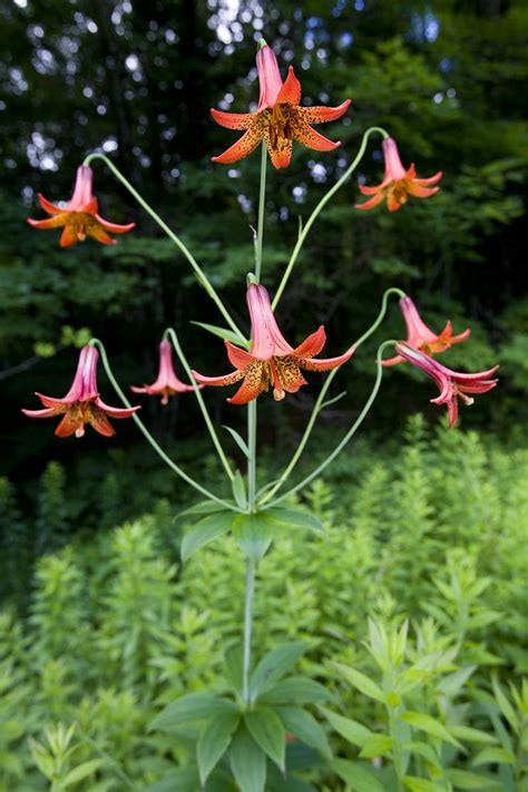 lilium canadense canada lily exotic flowers wild flowers woodland