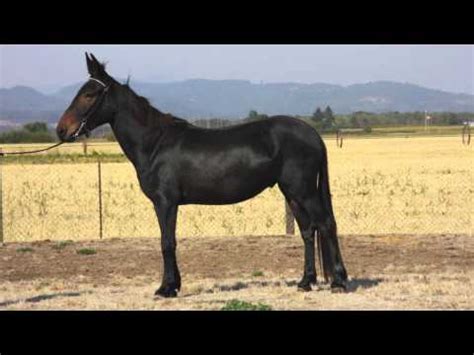 friesian mules  sale driving prospects youtube