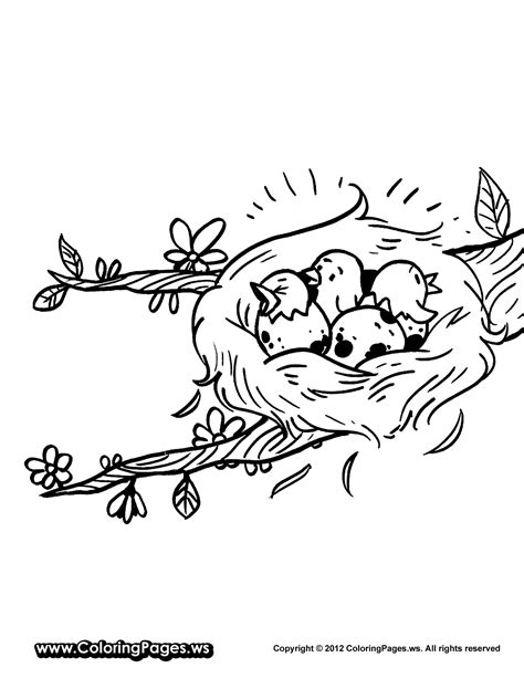 nest coloring page coloring home
