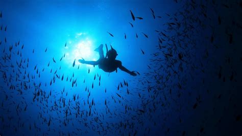 scuba diving wallpaper 59 images