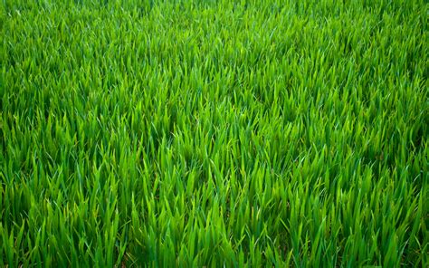 grass pictures wallpaper