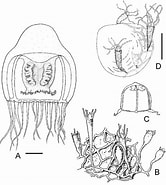 Afbeeldingsresultaten voor "halitholus Intermedius". Grootte: 166 x 185. Bron: www.researchgate.net