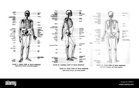 human arms anatomy diagram stock  human arms anatomy diagram stock images alamy