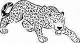Jungle Felin Imprimer Jaguar Panthera Ausdrucken Gepard Animaux Drucken Raskrasil Malvorlagen Imprimé sketch template