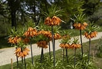 Image result for "fritillaria Sargassi". Size: 146 x 100. Source: botanischergarten.univie.ac.at