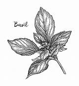 Basil Basilico Skizze Schizzo Inchiostro Botanische Drawn Lokalisierte Herb Lokalisiert Illustrazioni sketch template