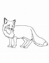 Fox Red Coloring Pages Printable Getcolorings Color Print sketch template