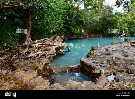 cardwell pool  res stock photography  images alamy