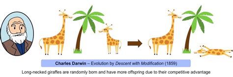 theories  evolution bioninja