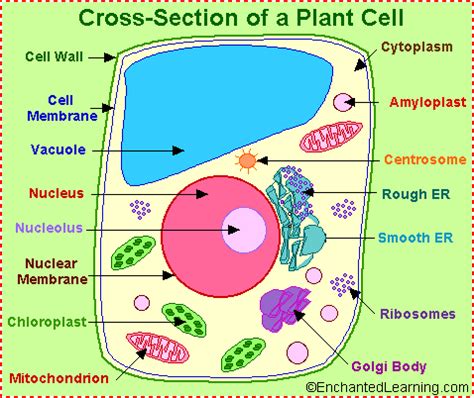 plant cell anatomy enchantedlearningcom