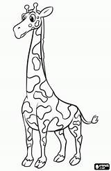 Girafa Girafas Giraffe Animais Giraf Giraffes Tallest sketch template