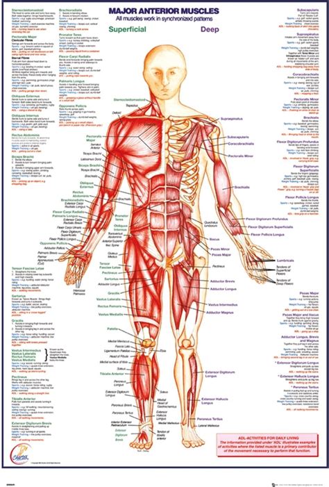 bol  het menselijk lichaam anatomie poster schouder en elleboog