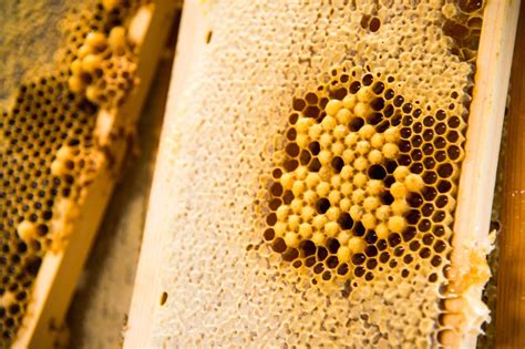 analyzing honeycomb drone combcells beekeepclub