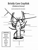 Crawfish Louisiana sketch template