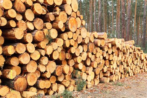 interesting facts    timber harvesting reality paper