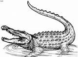 Alligator Crocodile Coloring Pages Kids Printable Print Tattoo Outline Realistic American Clipart Colouring Animal Drawing Color Drawings Cartoon Procoloring Gator sketch template
