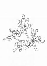 Coloring Pages Cherry Flowers Blossom Printable Beautiful sketch template