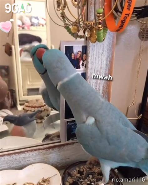9gag Parrot Kissing Self In Mirror