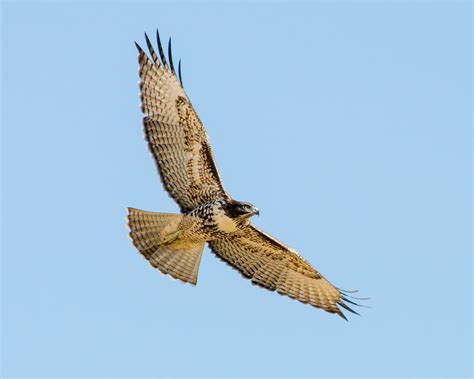 flying red tail hawk