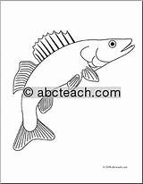 Coloring Walleye Fish Pages Sketch Printable Choose Board sketch template