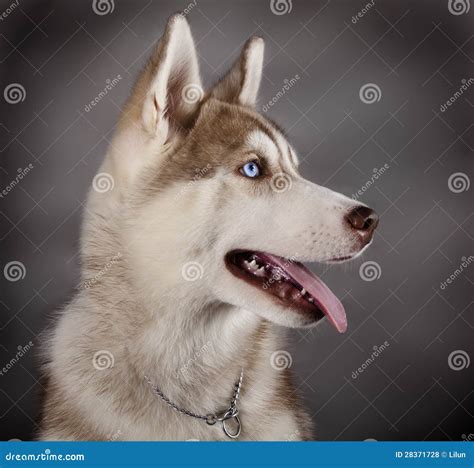 husky sled dog stock photo image  breed companion