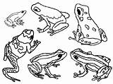 Dart Frogs Poison Grenouille Grenouilles Dessins Granotes Reptile étang Quan sketch template