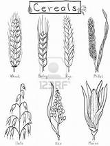 Millet Wheat Barley Cereals Getreide Trigo Graangewassen Rye Cereali Disegnata Kindergarten Outline Zeichnen Crop Drawings Cebada Cereales Oats Maiz Espiga sketch template