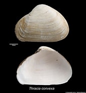 Afbeeldingsresultaten voor "thracia Convexa". Grootte: 171 x 185. Bron: naturalhistory.museumwales.ac.uk