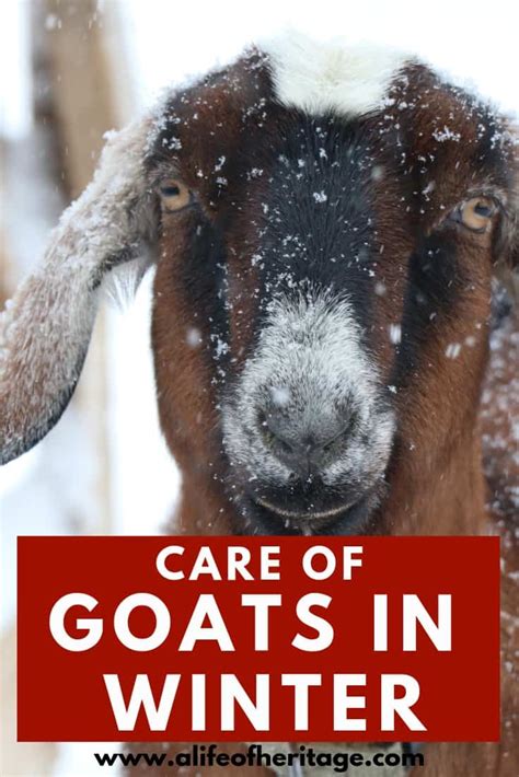 goats in winter care even in negative temperatures