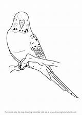 Budgie Draw Drawing Blue Bird Birds Step Drawings Parrot Drawingtutorials101 Learn Easy Coloring Pages Parakeet Clipart Tutorials Wellensittiche Parakeets Parrots sketch template