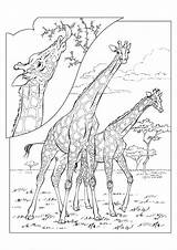 Giraffe Kids Coloring Fun sketch template