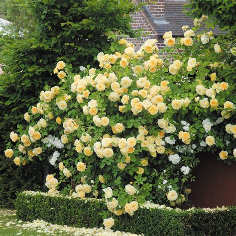 teasing georgia english rose david austin suitable  zones    yellow climbing rose