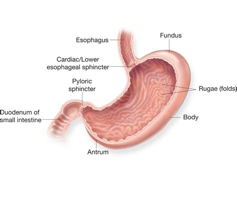 stomach structure   stomach anatomy   stomach