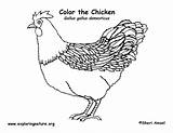 Chicken Coloring Hen Exploringnature Color Pages sketch template