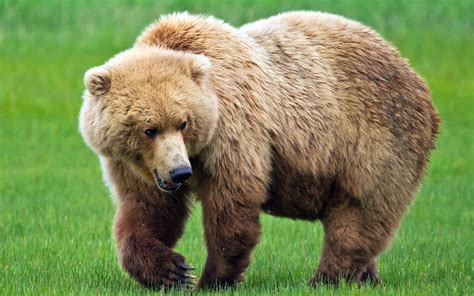 bear facts history  information  amazing pictures