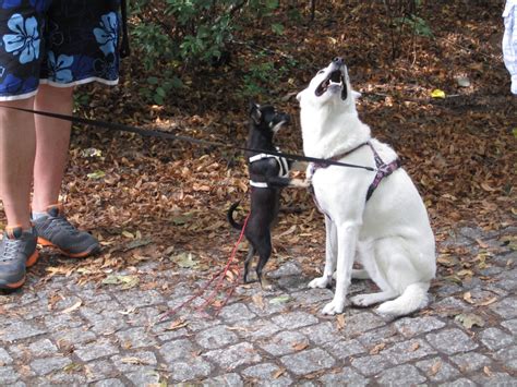 fotos  hundebande berlin
