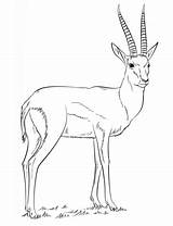 Gazelle Coloring Pages Springbok Drawing Printable Draw Thomson Supercoloring Kids Gazelles Print Step Tutorials Color Animal Categories Crafts Choose Board sketch template