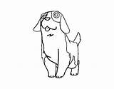 Bernard St Coloring Young Pages Coloringcrew Sausage Dog Saint Getcolorings Template sketch template