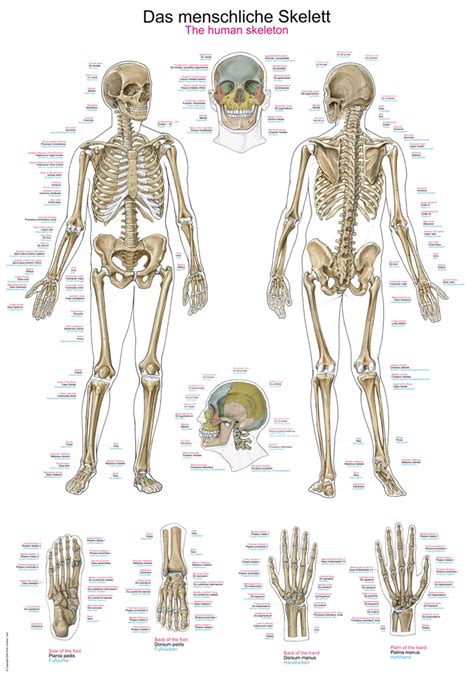 lehrtafel das menschliche skelett xcm phywe